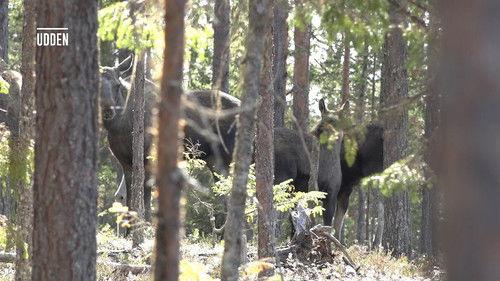 Den stora älgvandringen Season 1 Episode 6 - Slow tv day 6