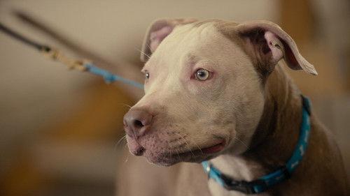 Canine Intervention Season 1 Episode 5 - Blue