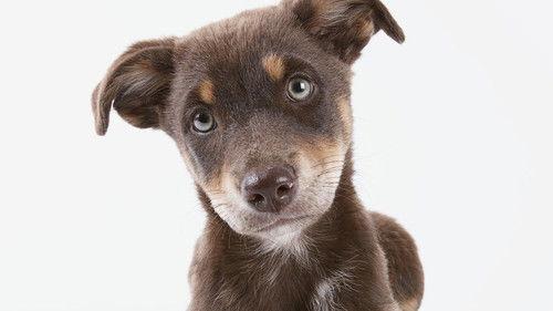 NOVA scienceNOW Season 6 Episode 5 - What Are Animals Thinking?