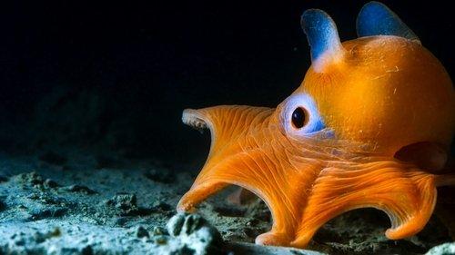 Blue Planet II Season 1 Episode 2 - The Deep