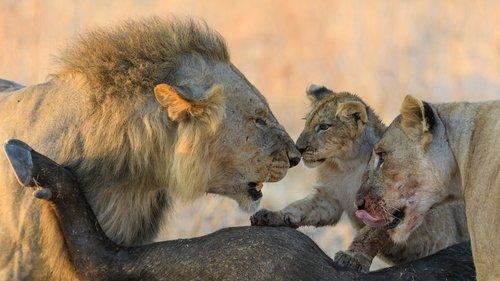 Lion Kingdom Season 1 Episode 1 - Pride and Punishment