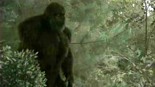 MonsterQuest Season 2 Episode 20 - Sasquatch Attack II