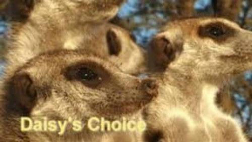 Meerkat Manor Season 1 Episode 9 - Daisy's Choice