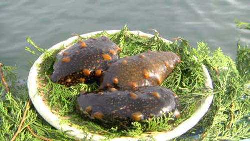 Trails to Tsukiji Season 5 Episode 4 - Sea Cucumber