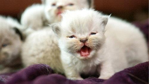 Too Cute Season 6 Episode 1 - Shy Kitties