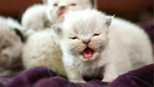 Too Cute Season 6 Episode 1 - Shy Kitties