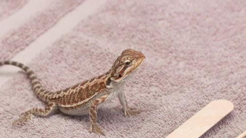 The Incredible Dr. Pol Season 15 Episode 9 - License to Chill