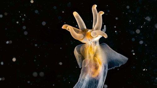 Planet Earth III Season 1 Episode 1 - Coasts