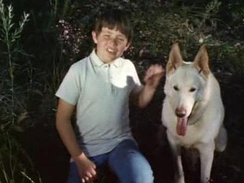 Skippy the Bush Kangaroo Season 2 Episode 18 - Shark Taggers