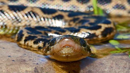 Life in Cold Blood Season 1 Episode 4 - Sophisticated Serpents