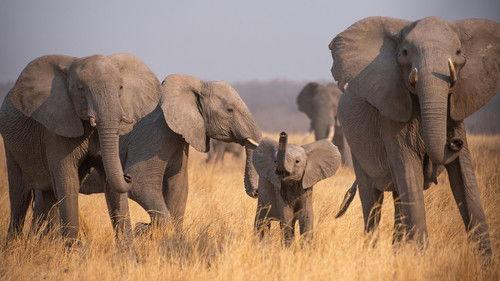 Nature Season 44 Episode 10 - Parenthood: The Greatest Adventures