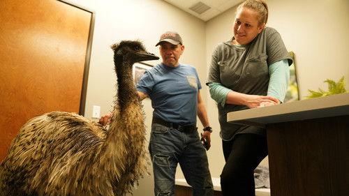 Dr. T, Lone Star Vet Season 1 Episode 8 - Big Bird, Big Problem