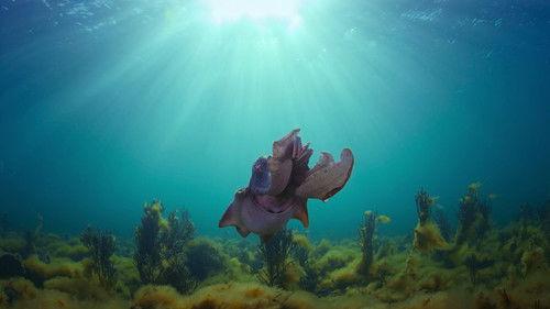 undefined Season 1 Episode 4 - Octopus