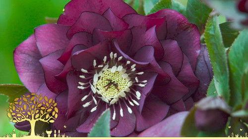 Gardeners' World Season 54 Episode 2 - Episode 2