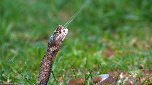 Deadly Hunters Season 1 Episode 2 - Venom