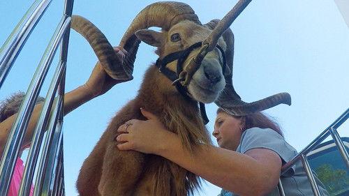 Animal ER Season 1 Episode 6 - Toy Trauma