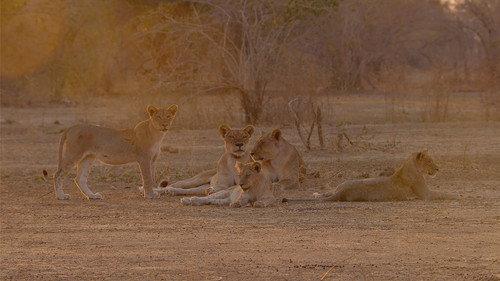 Africa's Hunters Season 2 Episode 6 - Heir To The Clan