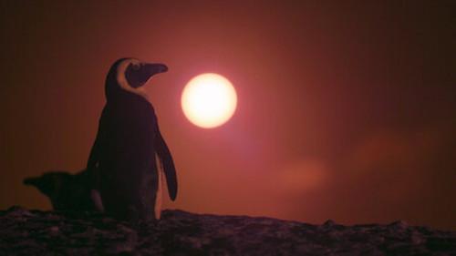 Penguin Town Season 1 Episode 3 - Hot and Bothered