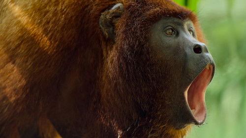 Earthsounds Season 1 Episode 3 - The Rainforests