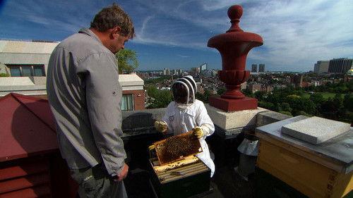 Ask This Old House Season 13 Episode 7 - Setting Up a Beehive; Adding Lighting to a Dark Kitchen