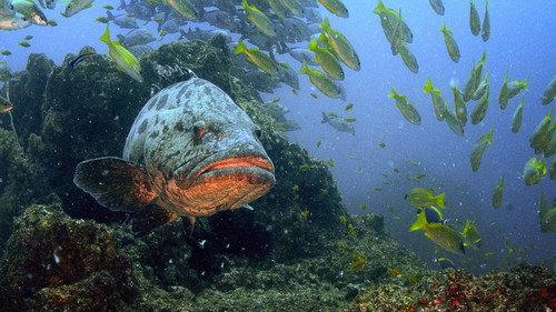 Great Blue Wild Season 3 Episode 2 - Save the Giants