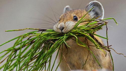 Nature Season 36 Episode 13 - Natural Born Rebels: Hunger Wars