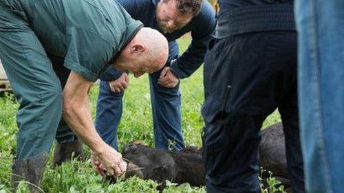 The Incredible Dr. Pol Season 7 Episode 10 - One Hot Llama