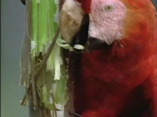 The Life of Birds Season 1 Episode 3 - The Insatiable Appetite