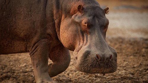 Nature Season 40 Episode 11 - Hippo King