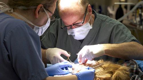 Hôpital vétérinaire Season 5 Episode 4 - Episode 4