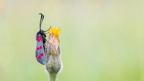 Springwatch Season 21 Episode 6 - Episode 6