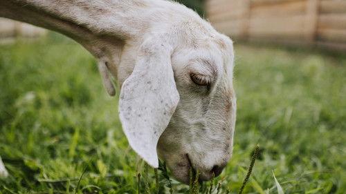 Saved By The Barn Season 1 Episode 4 - House Fire Rescue