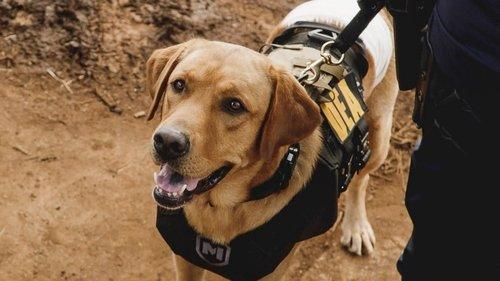 undefined Season 8 Episode 2 - Nā lā ʻīlio (Dog Days)