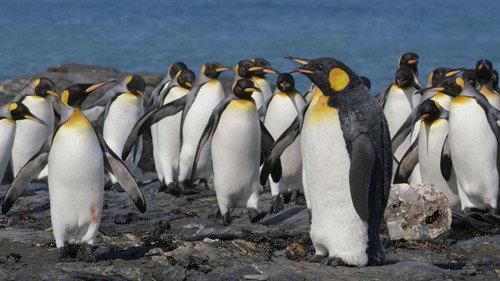 Nature Season 38 Episode 18 - Spy in The Wild 2: The Poles