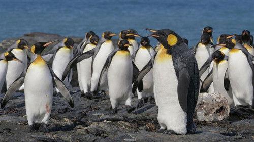 Nature Season 38 Episode 18 - Spy in The Wild 2: The Poles