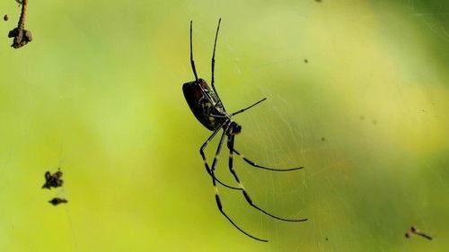 72 Dangerous Animals: Asia Season 1 Episode 4 - Deadly: Fact or Folklore