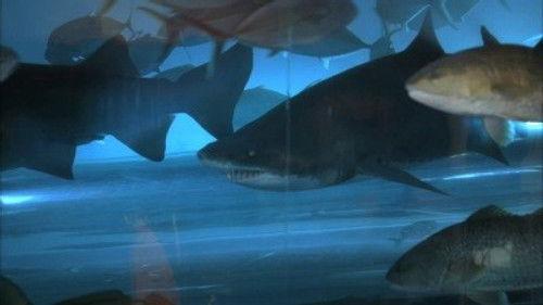 CSI: Crime Scene Investigation Season 11 Episode 2 - Pool Shark