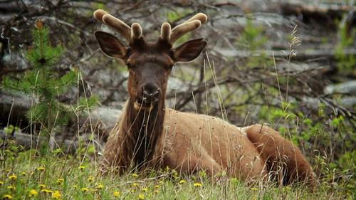 Découverte Season 31 Episode 20 - Episode 20