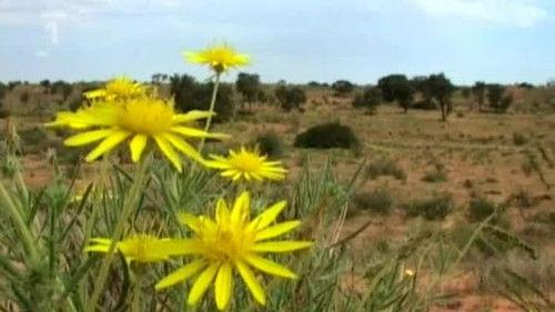 Kouzlo Afriky Season 1 Episode 13 - Episode 13