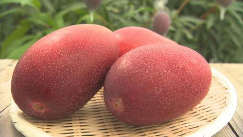 Trails to Oishii Tokyo Season 1 Episode 10 - MANGO