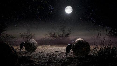 Science grand format Season 9 Episode 14 - Episode 14