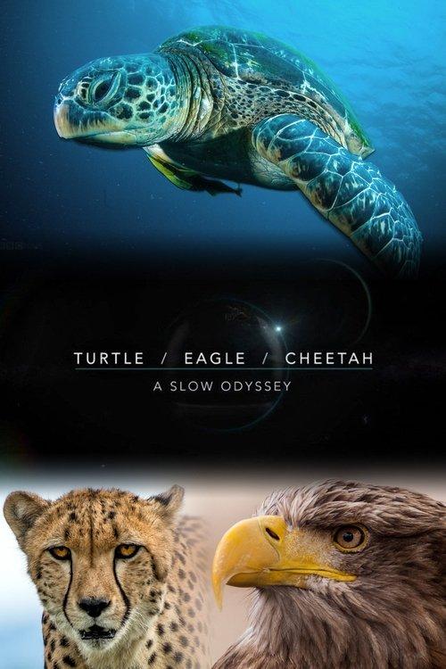Turtle, Eagle, Cheetah: A Slow Odyssey poster