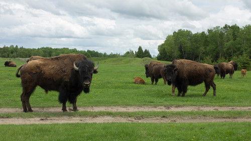 Hôpital vétérinaire Season 5 Episode 10 - Episode 10