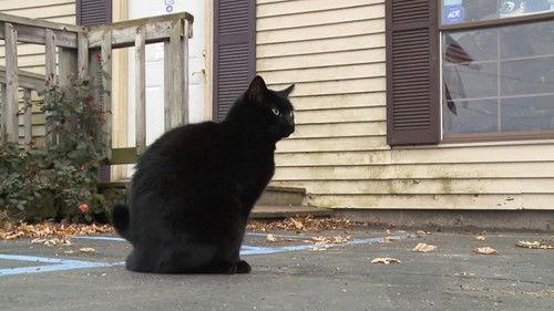 The Incredible Dr. Pol Season 13 Episode 5 - New Cats on the Block