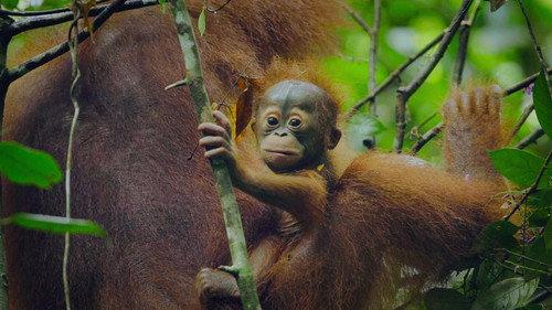 Animal Season 2 Episode 1 - Apes