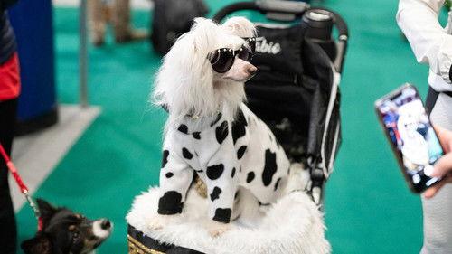 Crufts Season 16 Episode 4 - 2026 Day 2 - Part 1