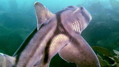 Catalyst Season 16 Episode 20 - Sharks