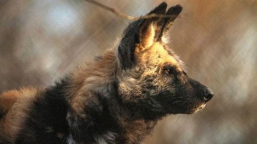 The Secret Life of the Zoo Season 5 Episode 2 - Painted Dog Puppy Drama