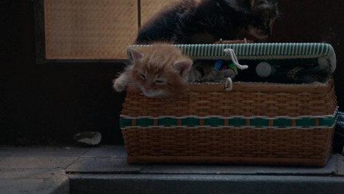 Poesjes Season 2 Episode 1 - Episode 1