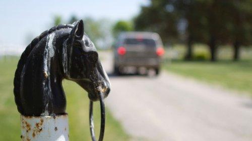 The Incredible Dr. Pol Season 2 Episode 9 - Gallop Pol
